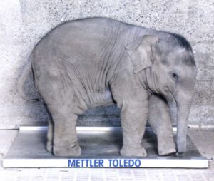 Image of baby elephant on METTLER TOLEDO floor scale